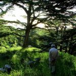 'Cedars - Besharre - Qozhaya Valley (Qadisha)' One Day Tour