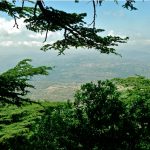 'Shouf Cedars Forest' One Day Hiking Tour