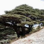 Cedars Forest – Hiking