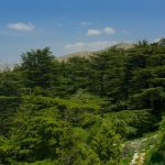 Tannourine Cedars Natural Park One Day Hiking Tour